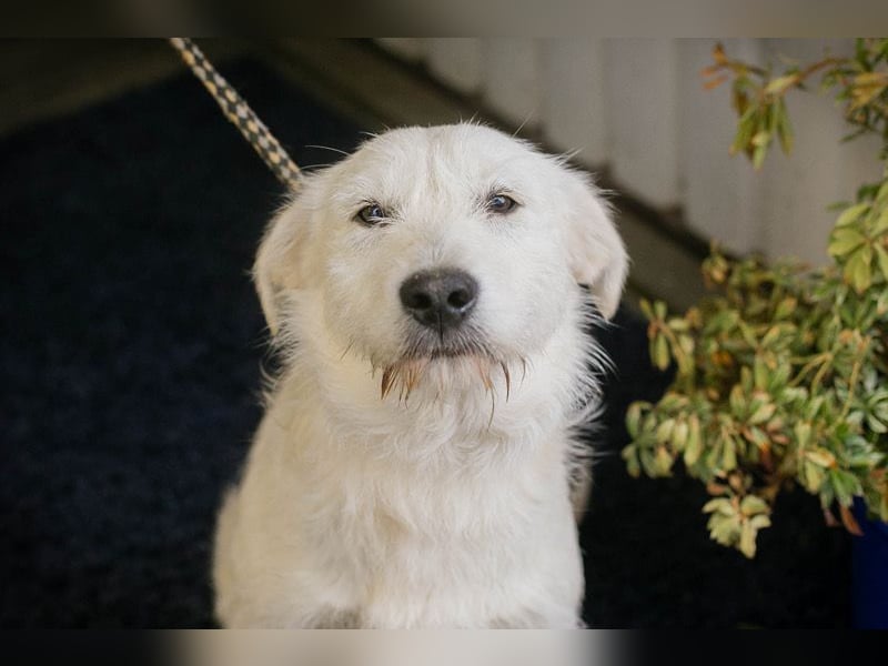 LUZIE - das brave Mädchen träumt von einem liebevollen Zuhause