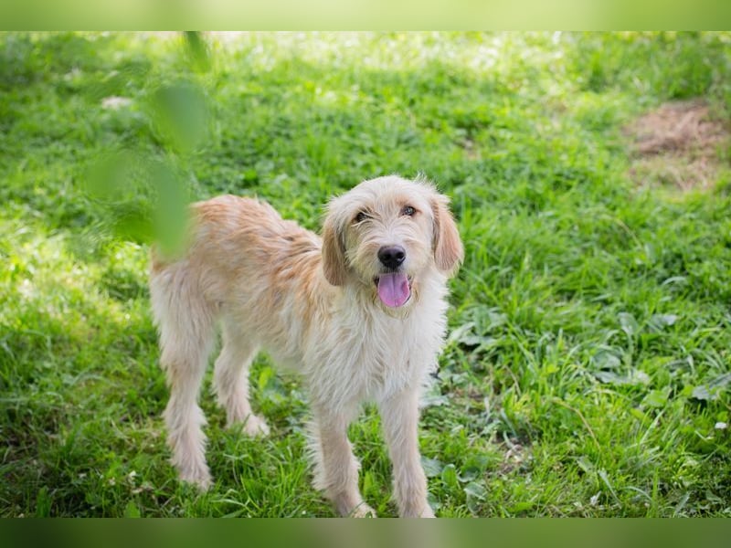 BONNIE - die süße Wuschelmaus träumt von einem eigenen tollen Zuhause