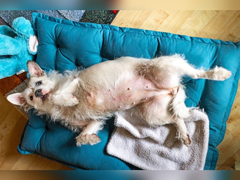 FIBI - die verspielte und freundliche kleine Wuschelmaus freut sich auf ein tolles Zuhause