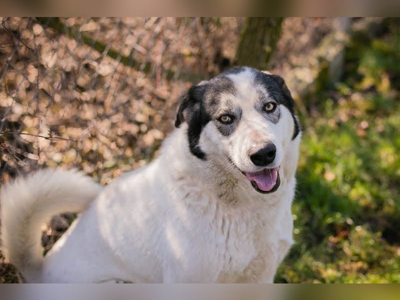 FLY - die nette und aufgeschlossene Hündin liebt Menschen und andere Hunde