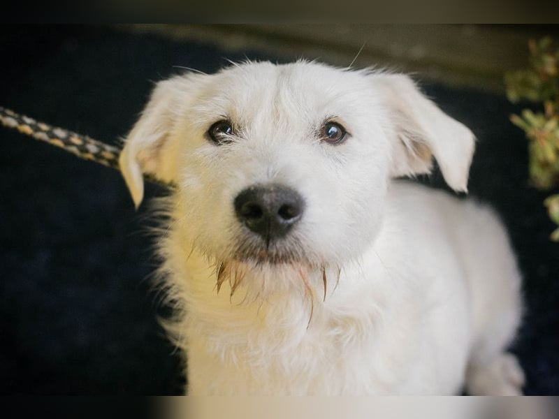 LUZIE - das brave Mädchen träumt von einem liebevollen Zuhause