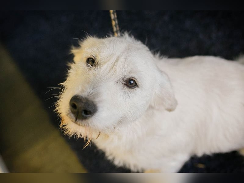 LUZIE - das brave Mädchen träumt von einem liebevollen Zuhause