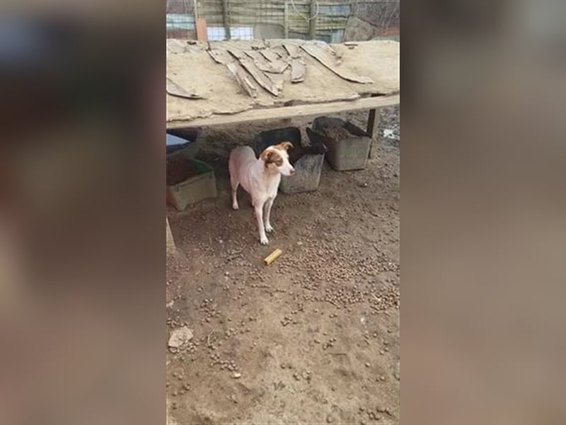 Emmy sucht Pflege- oder Endstelle (Rumänien)