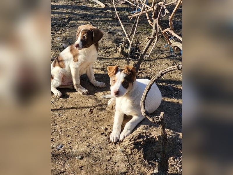 Emmy sucht Pflege- oder Endstelle (Rumänien)