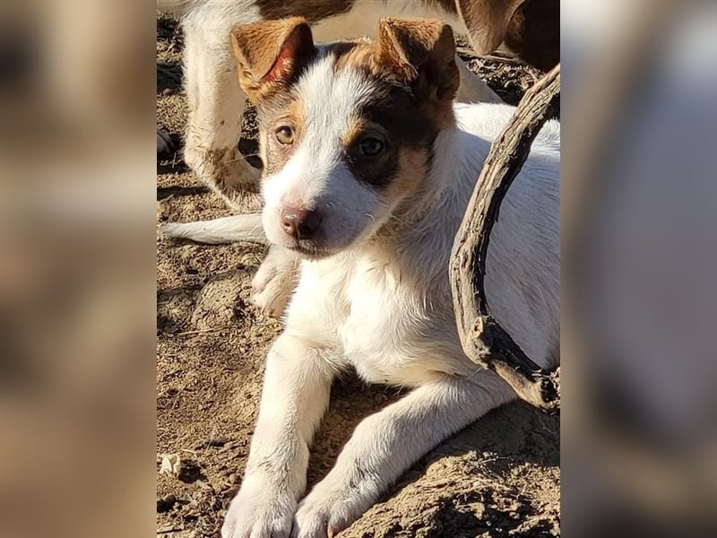 Emmy sucht Pflege- oder Endstelle (Rumänien)