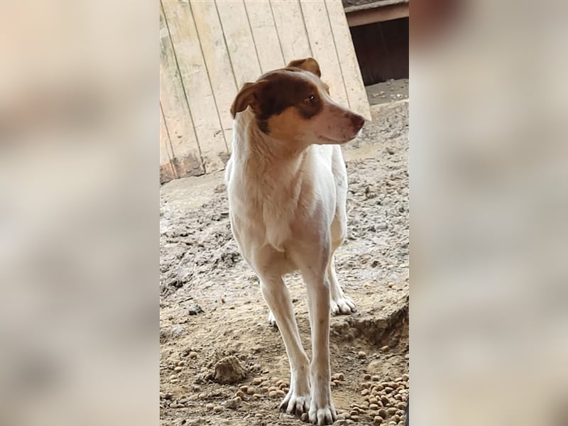 Emmy sucht Pflege- oder Endstelle (Rumänien)