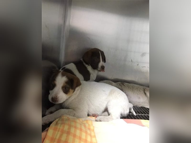 Emmy sucht Pflege- oder Endstelle (Rumänien)
