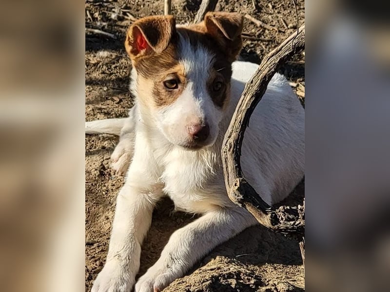 Emmy sucht Pflege- oder Endstelle (Rumänien)