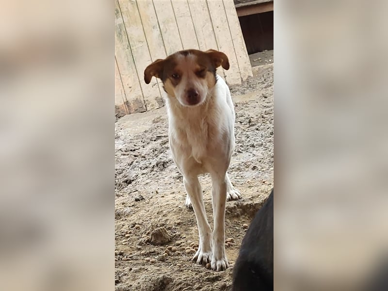 Emmy sucht Pflege- oder Endstelle (Rumänien)