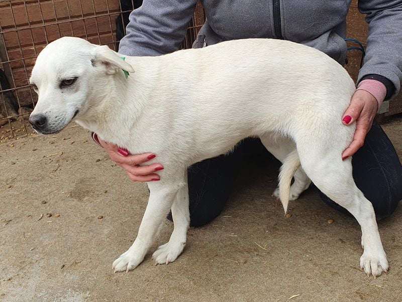 ♥HANNA♥ neu auf Pflegestelle in Köln - wunderschöne, zarte, noch etwas unsichere Junghündin 44 cm