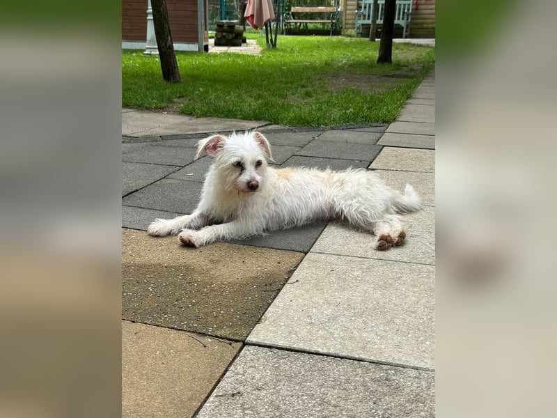 ♥SUSI♥ auf Pflegestelle bei Köln- bezaubernde, liebe, anfangs noch etwas zurückhaltende Hündin 35 cm