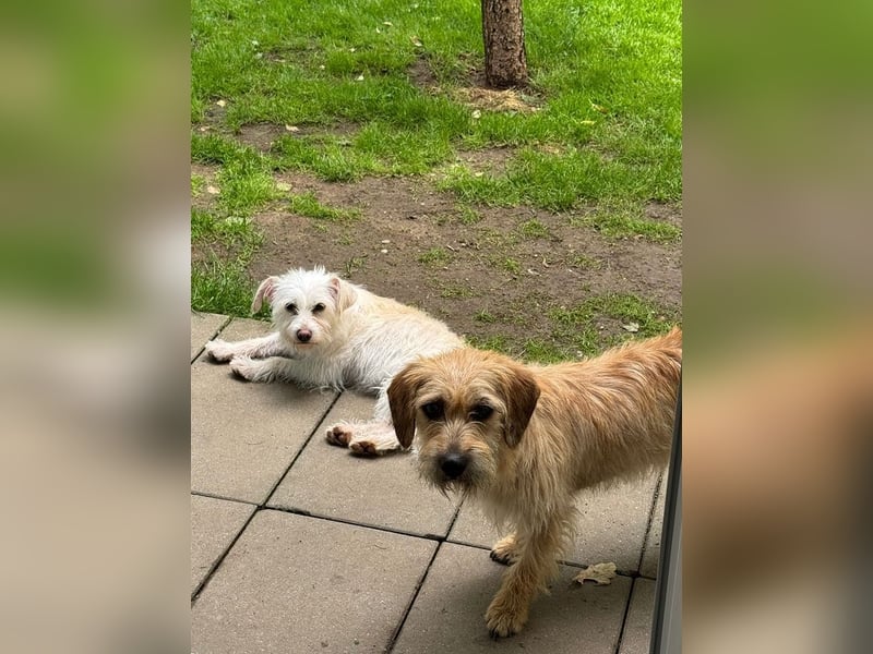♥SUSI♥ auf Pflegestelle bei Köln- bezaubernde, liebe, anfangs noch etwas zurückhaltende Hündin 35 cm
