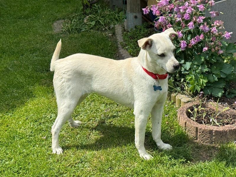 ♥HANNA♥ auf Pflegestelle in Köln - wunderschöne, zarte, noch etwas unsichere Junghündin 44 cm