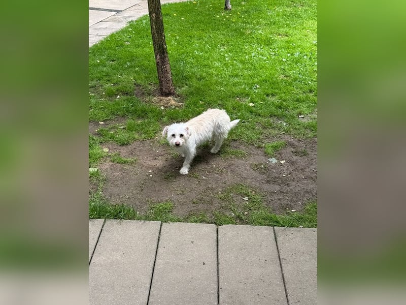 ♥SUSI♥ auf Pflegestelle bei Köln- bezaubernde, liebe, anfangs noch etwas zurückhaltende Hündin 35 cm
