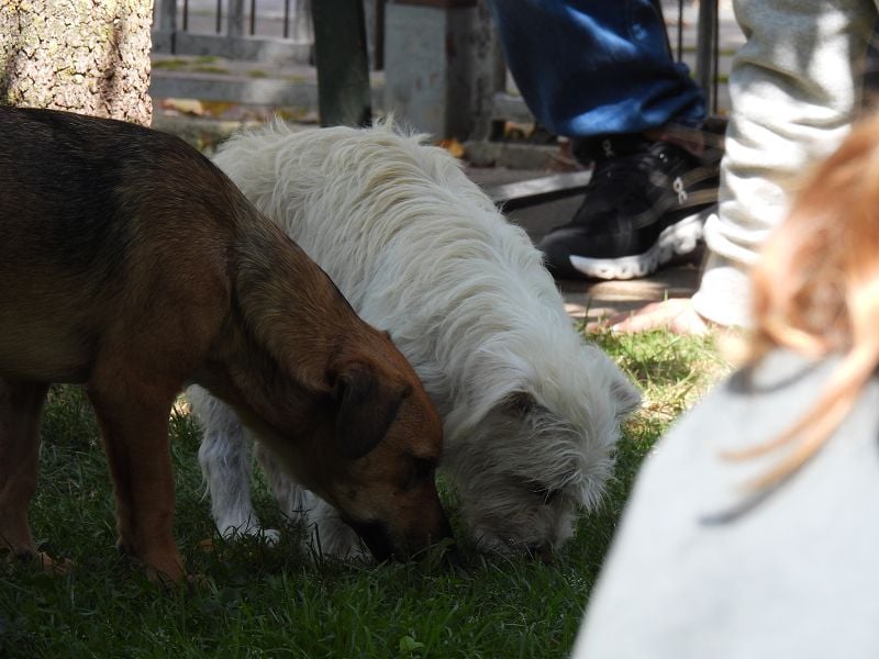 ♥SUSI♥ auf Pflegestelle bei Köln-ganz liebe,anfangs noch etwas zurückhaltende kleine Junghündin 35cm