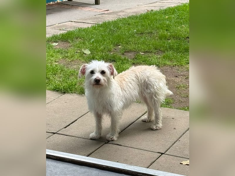 ♥SUSI♥ auf Pflegestelle bei Köln- bezaubernde, liebe, anfangs noch etwas zurückhaltende Hündin 35 cm
