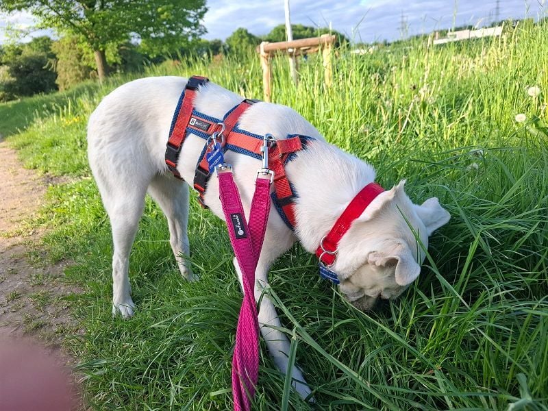♥HANNA♥ auf Pflegestelle in Köln - wunderschöne, zarte, noch etwas unsichere Junghündin 44 cm