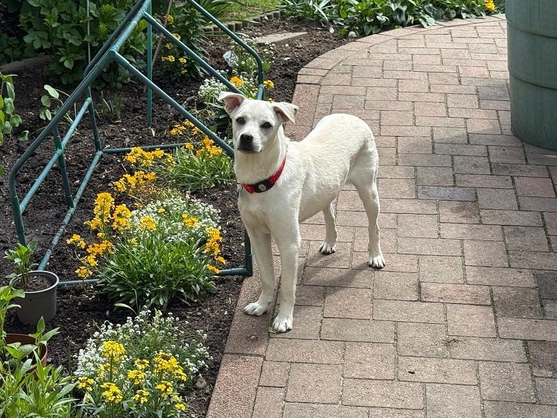 ♥HANNA♥ auf Pflegestelle in Köln - wunderschöne, zarte, noch etwas unsichere Junghündin 44 cm
