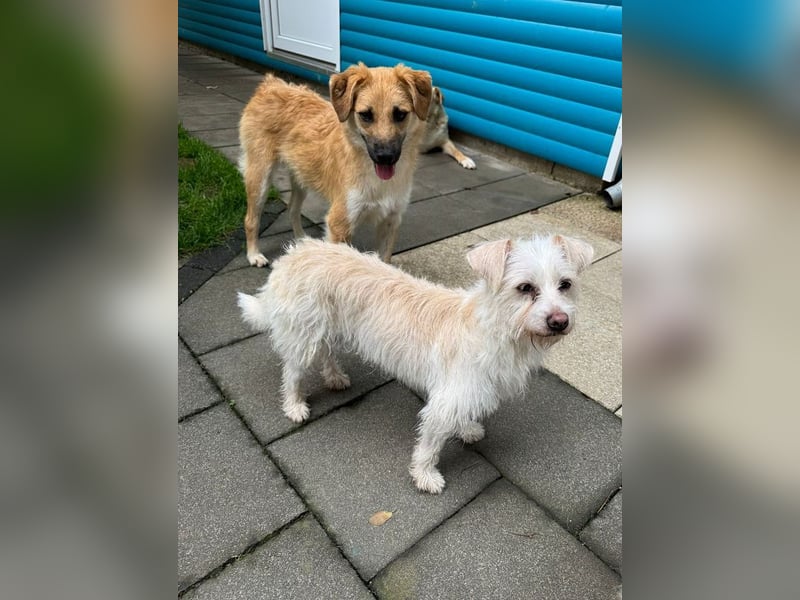 ♥SUSI♥ auf Pflegestelle bei Köln- bezaubernde, liebe, anfangs noch etwas zurückhaltende Hündin 35 cm