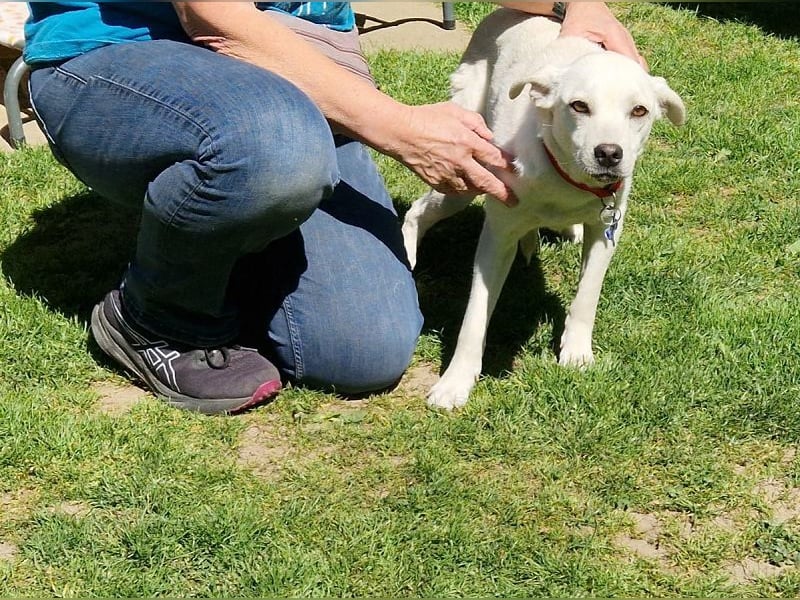 ♥HANNA♥ auf Pflegestelle in Köln - wunderschöne, zarte, noch etwas unsichere Junghündin 44 cm