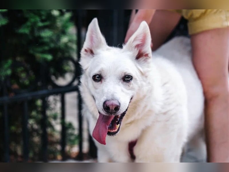Unsere schüchterne Tasia❤️sucht ein ruhiges Zuhause