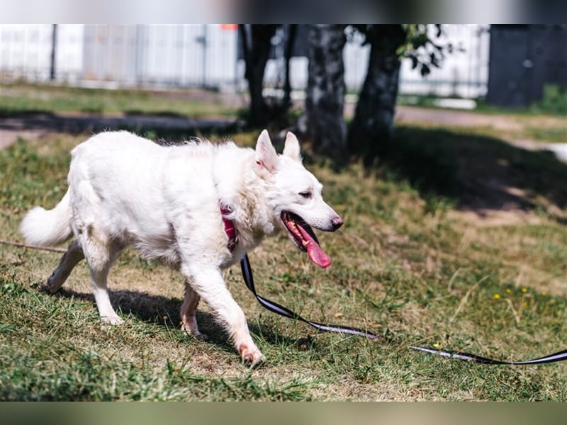 Unsere schüchterne Tasia❤️sucht ein ruhiges Zuhause