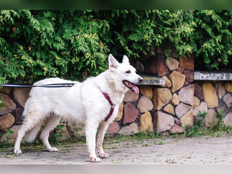 Unsere schüchterne Tasia❤️sucht ein ruhiges Zuhause