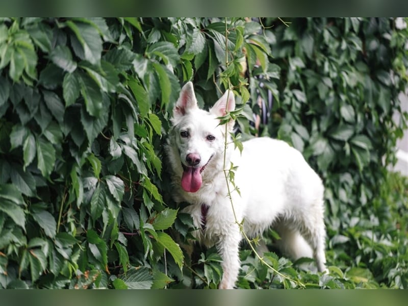 Unsere schüchterne Tasia❤️sucht ein ruhiges Zuhause