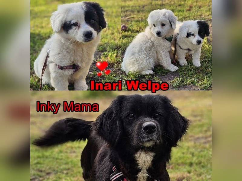 Inari ist verspielt und neugierig