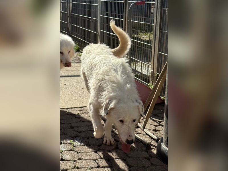 Die hübsche FIDES sucht ein liebevolles Zuhause