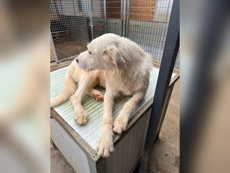 Die lebhafte Lumi sucht ihre Familie