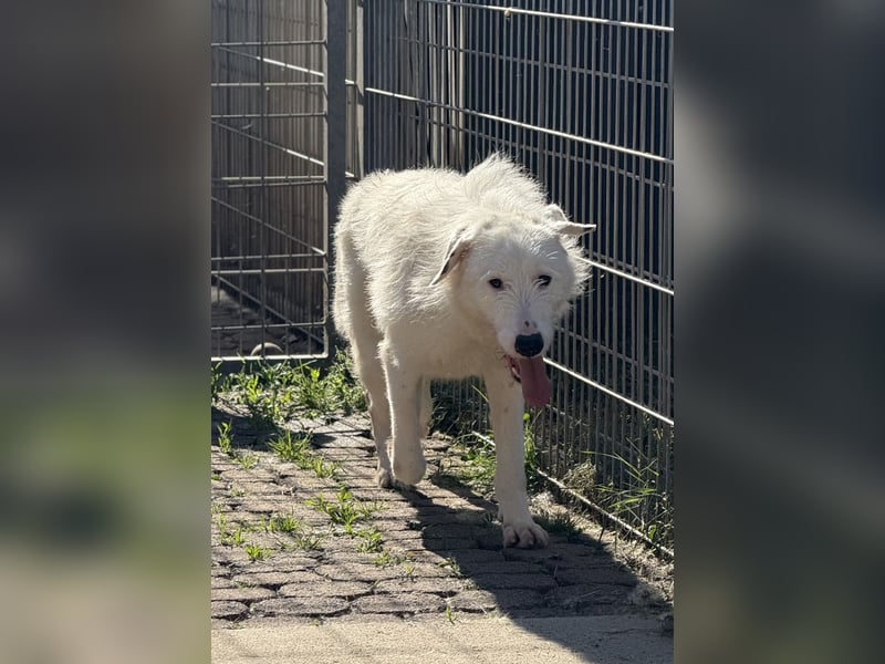 Die hübsche FIDES sucht ein liebevolles Zuhause