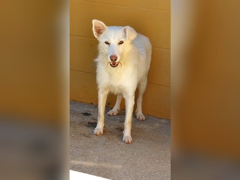 Blanca