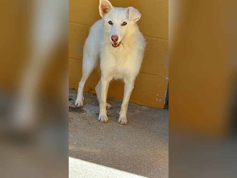 Blanca