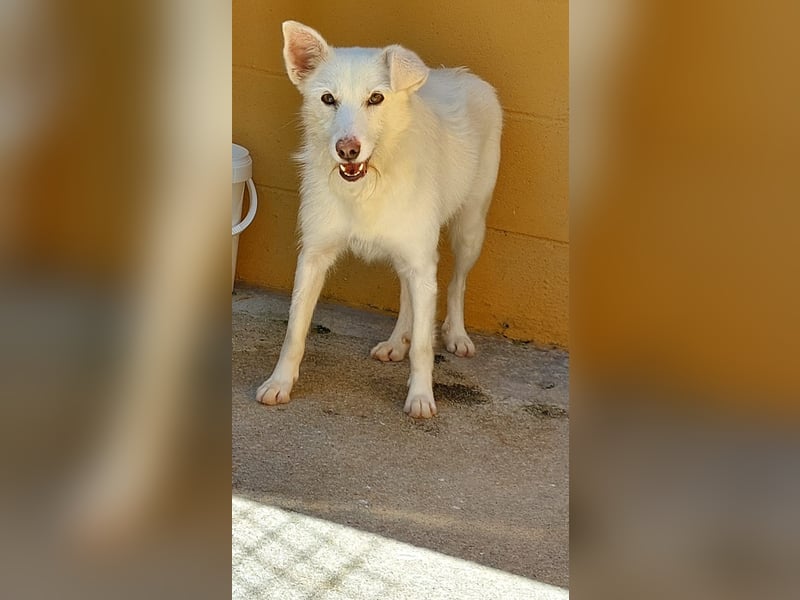 Blanca