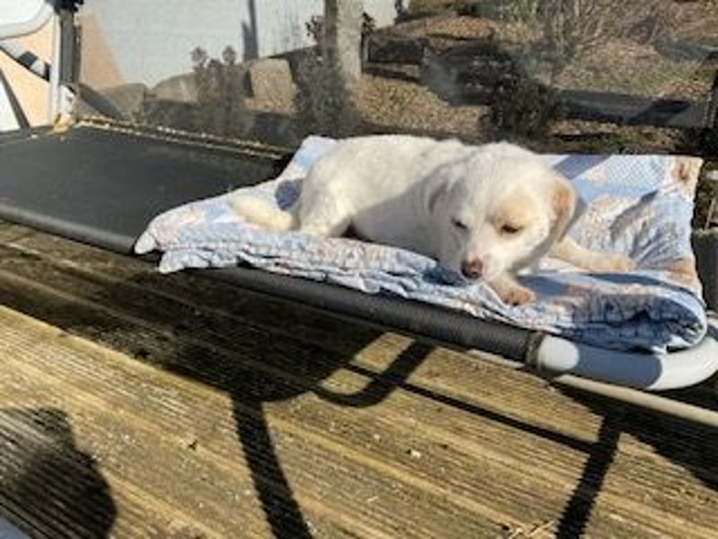 Fuxy - kleine Maus - in 90766 Fürth auf Pflegestelle