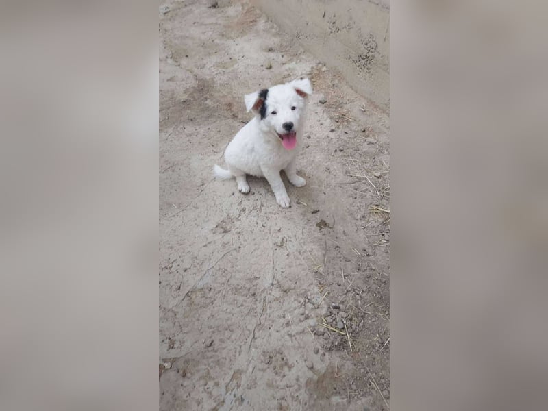 Kleine Mila sucht liebevolles Zuhause