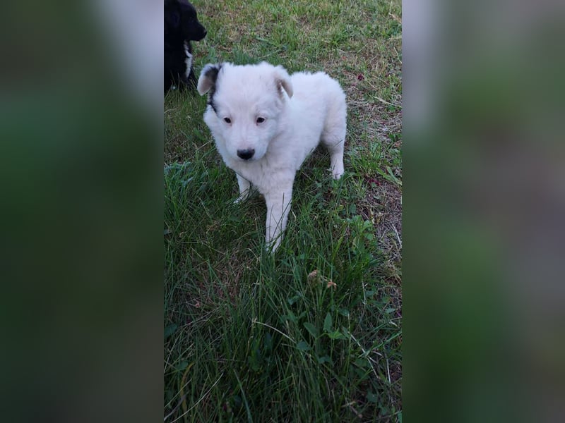 Kleine Mila sucht liebevolles Zuhause