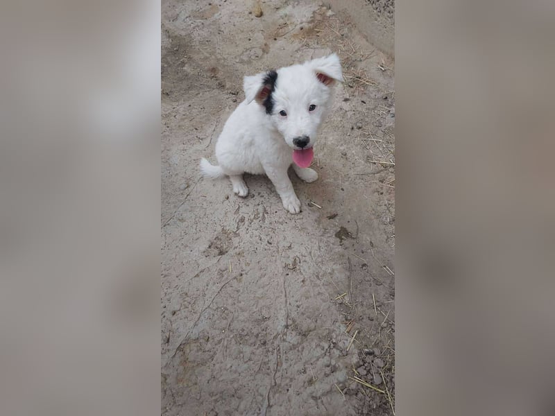 Kleine Mila sucht liebevolles Zuhause