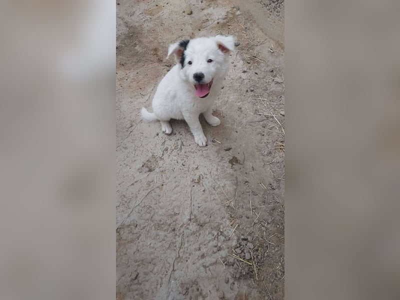 Kleine Mila sucht liebevolles Zuhause