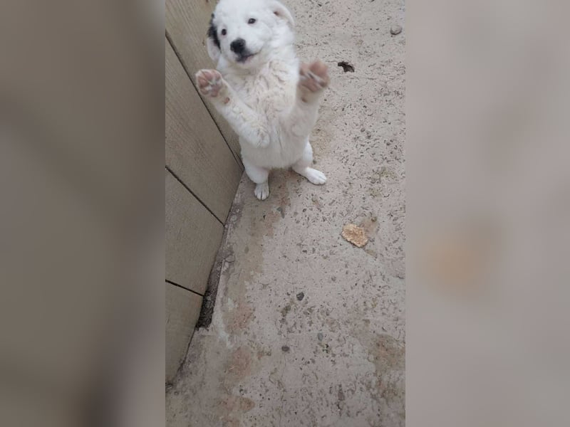 Kleine Mila sucht liebevolles Zuhause