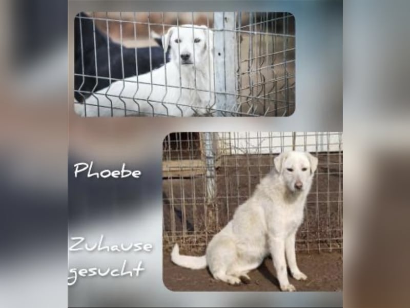 Phoebe sucht erfahrene Menschen ❤️