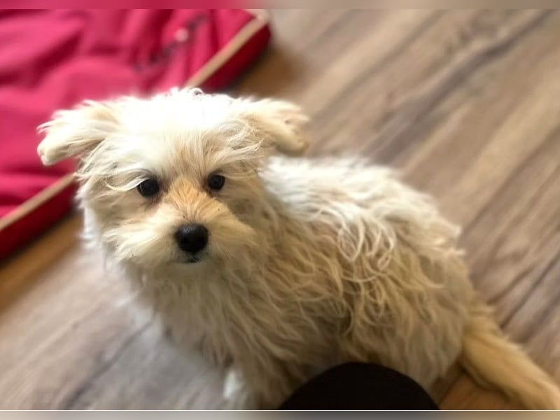 Boomer - freundlicher, aktiver, neugieriger Bologneser-Mix Junghund / z.Zt. noch in Rumänien