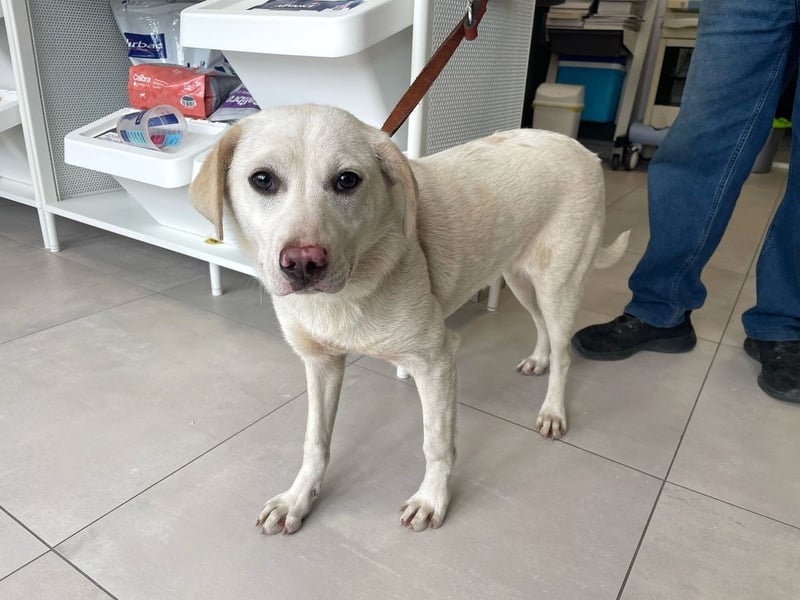 Albusha - verträgliche und liebe Labrador Retriever-Mix Hündin / zur Zeit noch in Rumänien