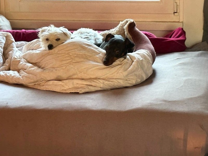 Sascha - unsichere, sehr aktive kleine Hündin - Haushalt ohne Kinder / Pflegestelle in Meinerzhagen