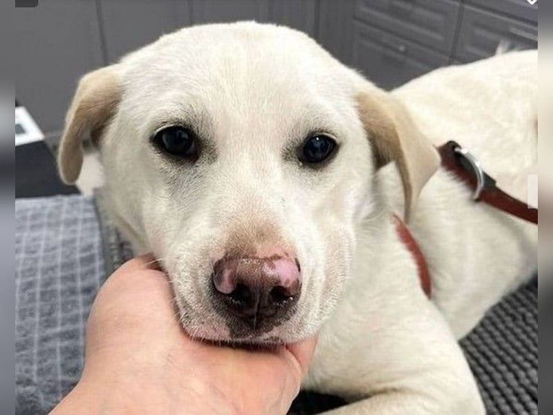 Albusha - anfangs schüchterne, liebe Labrador Retriever-Mix Hündin / zur Zeit noch in Rumänien