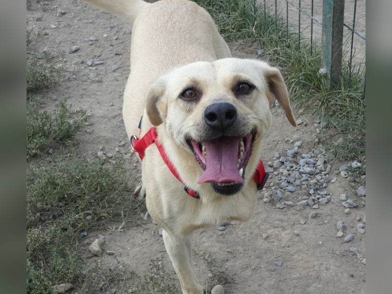 Asya - fröhliche, verspielte, dreibeinige Labrador Retriever-Mix Hündin / zur Zeit noch in Rumänien