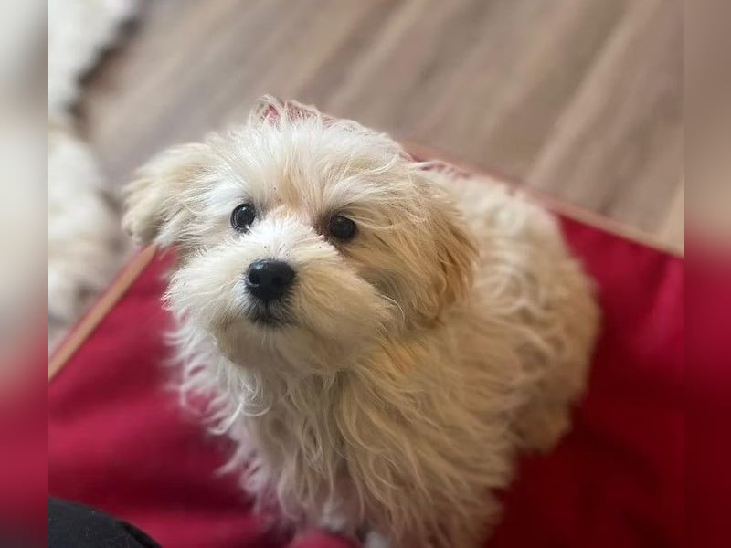 Boomer - freundlicher, aktiver, neugieriger Bologneser-Mix Junghund / z.Zt. noch in Rumänien