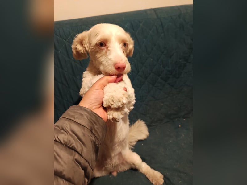 Hooney - freundliche, aktive, katzenverträgliche Malteser-Mix Hündin / Pflegestelle in Brakel
