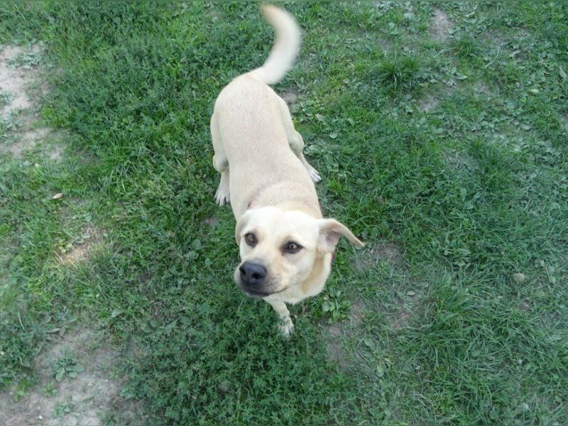 Asya - fröhliche, verspielte, dreibeinige Labrador Retriever-Mix Hündin / zur Zeit noch in Rumänien